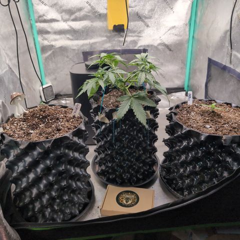 Agnes - Afgooey, (The Seed Fair), 28%, 30/70, (71d/74d/7-9w)459w/ growlog timeline photo
