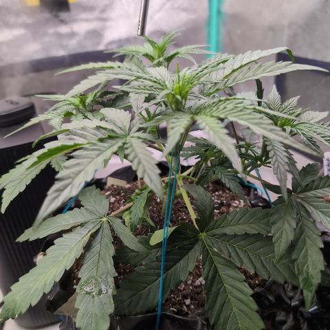 Agnes - Afgooey, (The Seed Fair), 28%, 30/70, (71d/74d/7-9w)459w/ growlog timeline photo