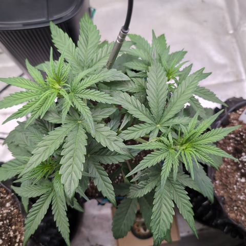 Agnes - Afgooey, (The Seed Fair), 28%, 30/70, (71d/74d/7-9w)459w/ growlog timeline photo