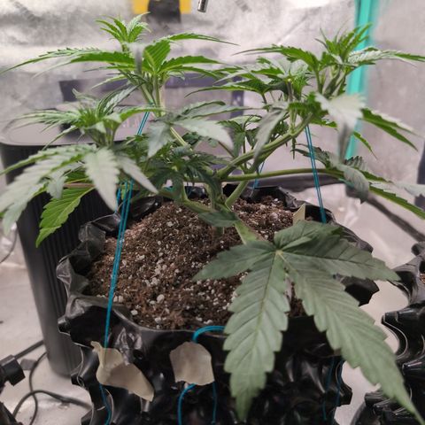 Agnes - Afgooey, (The Seed Fair), 28%, 30/70, (71d/74d/7-9w)459w/ growlog timeline photo