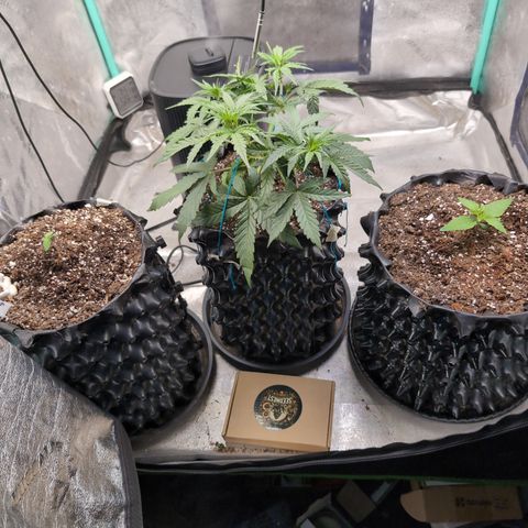 Agnes - Afgooey, (The Seed Fair), 28%, 30/70, (71d/74d/7-9w)459w/ growlog timeline photo