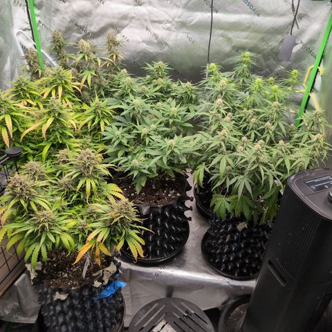 Agnes - Afgooey, (The Seed Fair), 28%, 30/70, (71d/74d/7-9w)459w/ growlog timeline photo
