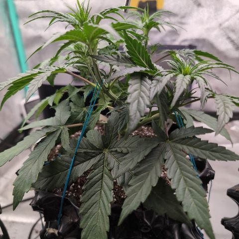 Agnes - Afgooey, (The Seed Fair), 28%, 30/70, (71d/74d/7-9w)459w/ growlog timeline photo