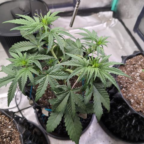 Agnes - Afgooey, (The Seed Fair), 28%, 30/70, (71d/74d/7-9w)459w/ growlog timeline photo