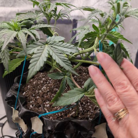 Agnes - Afgooey, (The Seed Fair), 28%, 30/70, (71d/74d/7-9w)459w/ growlog timeline photo