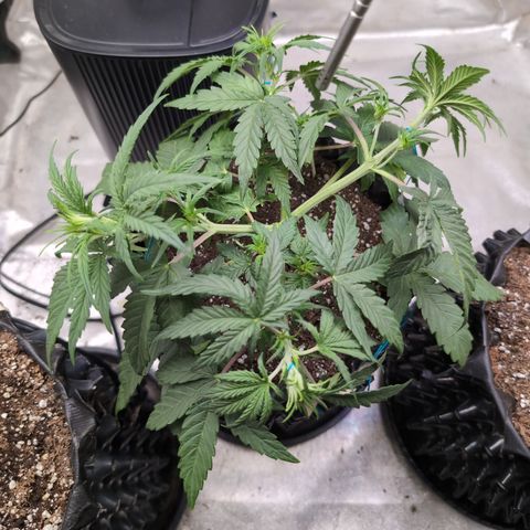 Agnes - Afgooey, (The Seed Fair), 28%, 30/70, (71d/74d/7-9w)459w/ growlog timeline photo