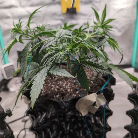 Agnes - Afgooey, (The Seed Fair), 28%, 30/70, (71d/74d/7-9w)459w/ growlog timeline photo