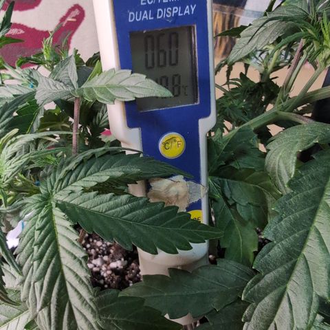 Agnes - Afgooey, (The Seed Fair), 28%, 30/70, (71d/74d/7-9w)459w/ growlog timeline photo