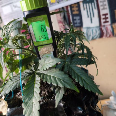 Agnes - Afgooey, (The Seed Fair), 28%, 30/70, (71d/74d/7-9w)459w/ growlog timeline photo