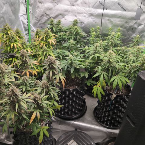 Agnes - Afgooey, (The Seed Fair), 28%, 30/70, (71d/74d/7-9w)459w/ growlog timeline photo