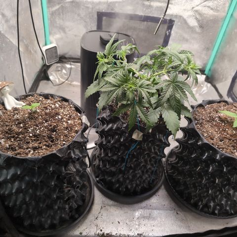 Agnes - Afgooey, (The Seed Fair), 28%, 30/70, (71d/74d/7-9w)459w/ growlog timeline photo