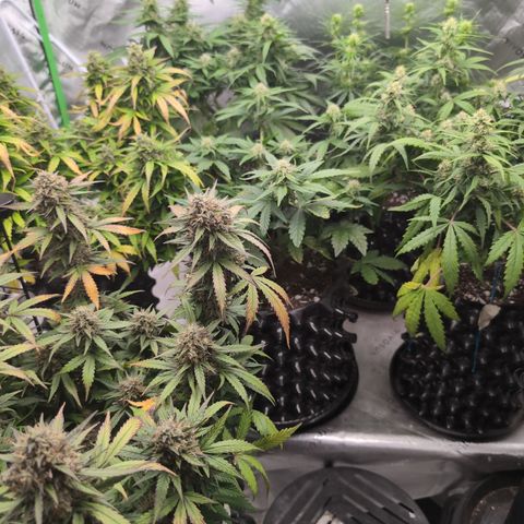 Agnes - Afgooey, (The Seed Fair), 28%, 30/70, (71d/74d/7-9w)459w/ growlog timeline photo