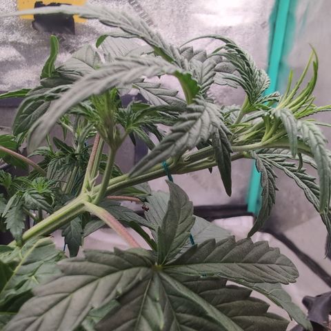Agnes - Afgooey, (The Seed Fair), 28%, 30/70, (71d/74d/7-9w)459w/ growlog timeline photo