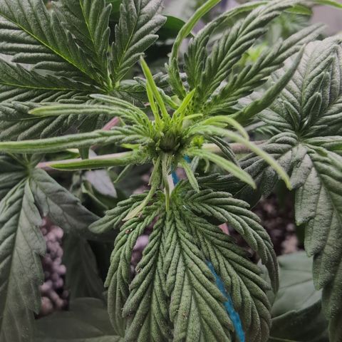 Agnes - Afgooey, (The Seed Fair), 28%, 30/70, (71d/74d/7-9w)459w/ growlog timeline photo