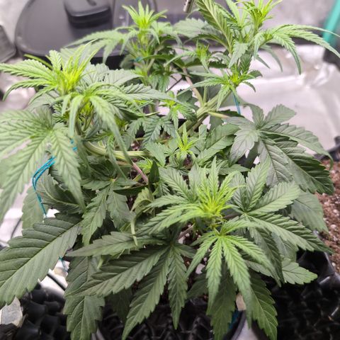 Agnes - Afgooey, (The Seed Fair), 28%, 30/70, (71d/74d/7-9w)459w/ growlog timeline photo