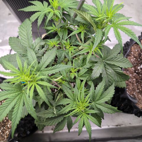 Agnes - Afgooey, (The Seed Fair), 28%, 30/70, (71d/74d/7-9w)459w/ growlog timeline photo