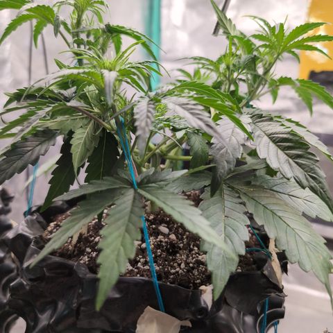 Agnes - Afgooey, (The Seed Fair), 28%, 30/70, (71d/74d/7-9w)459w/ growlog timeline photo