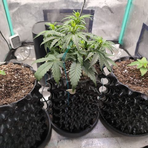 Agnes - Afgooey, (The Seed Fair), 28%, 30/70, (71d/74d/7-9w)459w/ growlog timeline photo