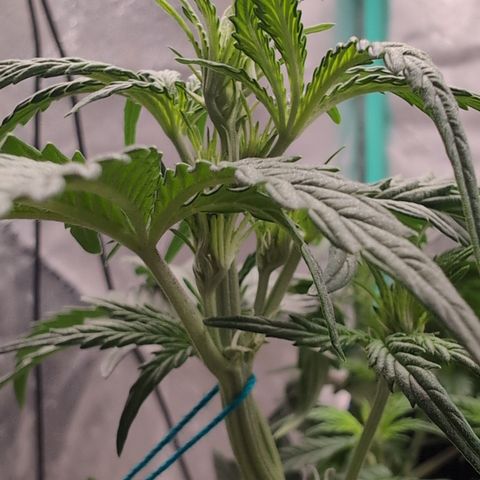 Agnes - Afgooey, (The Seed Fair), 28%, 30/70, (71d/74d/7-9w)459w/ growlog timeline photo