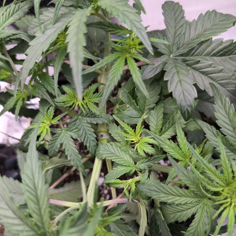 Agnes - Afgooey, (The Seed Fair), 28%, 30/70, (71d/74d/7-9w)459w/ growlog timeline photo
