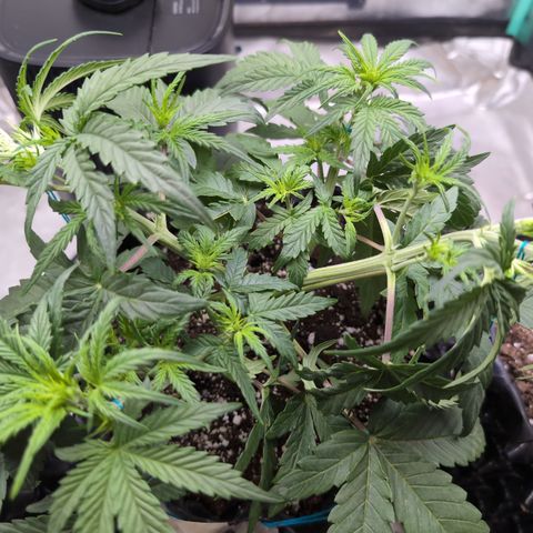 Agnes - Afgooey, (The Seed Fair), 28%, 30/70, (71d/74d/7-9w)459w/ growlog timeline photo
