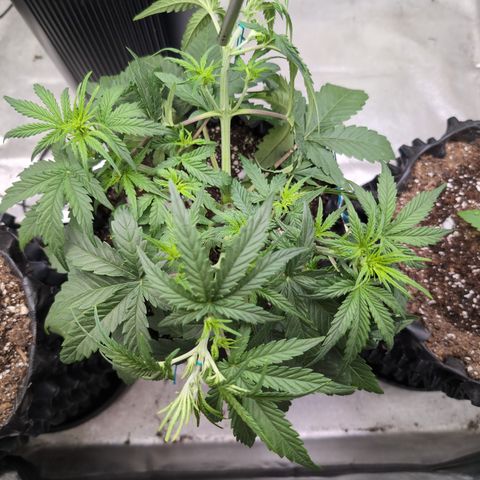 Agnes - Afgooey, (The Seed Fair), 28%, 30/70, (71d/74d/7-9w)459w/ growlog timeline photo
