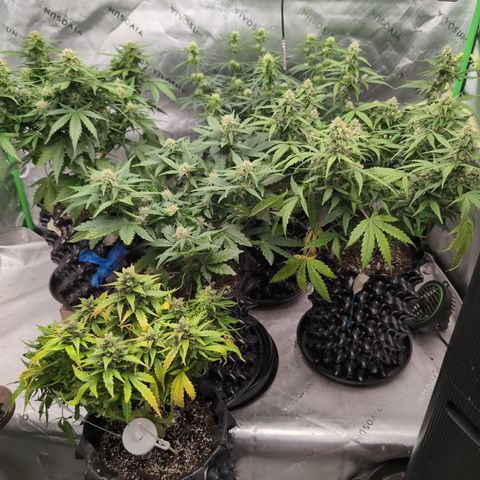 Agnes - Afgooey, (The Seed Fair), 28%, 30/70, (71d/74d/7-9w)459w/ growlog timeline photo