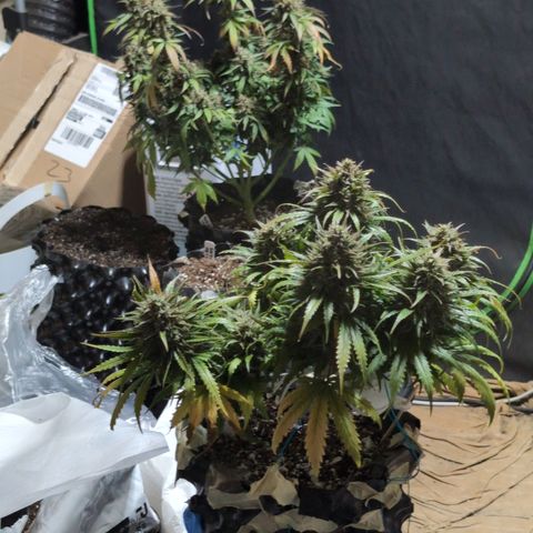 Agnes - Afgooey, (The Seed Fair), 28%, 30/70, (71d/74d/7-9w)459w/ growlog timeline photo