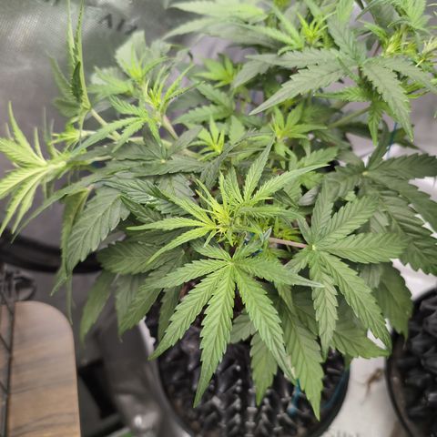 Agnes - Afgooey, (The Seed Fair), 28%, 30/70, (71d/74d/7-9w)459w/ growlog timeline photo