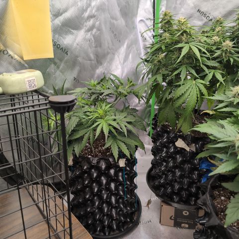 Agnes - Afgooey, (The Seed Fair), 28%, 30/70, (71d/74d/7-9w)459w/ growlog timeline photo