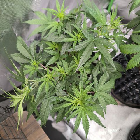 Agnes - Afgooey, (The Seed Fair), 28%, 30/70, (71d/74d/7-9w)459w/ growlog timeline photo