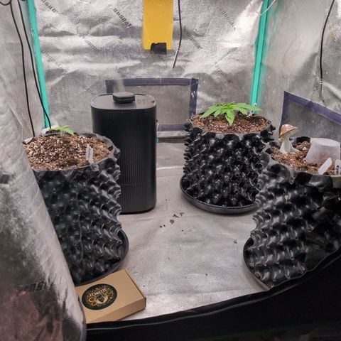 Agnes - Afgooey, (The Seed Fair), 28%, 30/70, (71d/74d/7-9w)459w/ growlog timeline photo