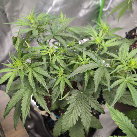 Agnes - Afgooey, (The Seed Fair), 28%, 30/70, (71d/74d/7-9w)459w/ growlog timeline photo