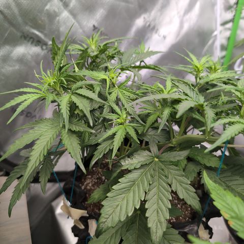 Agnes - Afgooey, (The Seed Fair), 28%, 30/70, (71d/74d/7-9w)459w/ growlog timeline photo