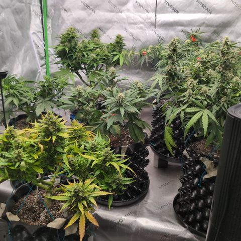 Agnes - Afgooey, (The Seed Fair), 28%, 30/70, (71d/74d/7-9w)459w/ growlog timeline photo