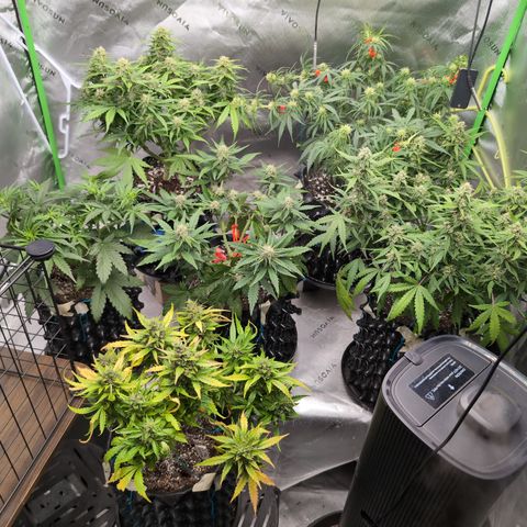 Agnes - Afgooey, (The Seed Fair), 28%, 30/70, (71d/74d/7-9w)459w/ growlog timeline photo