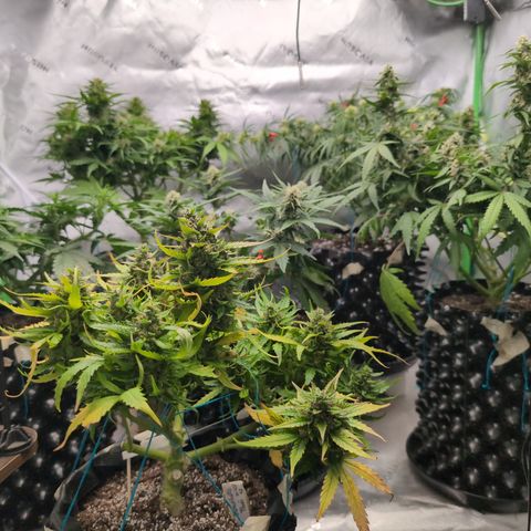 Agnes - Afgooey, (The Seed Fair), 28%, 30/70, (71d/74d/7-9w)459w/ growlog timeline photo