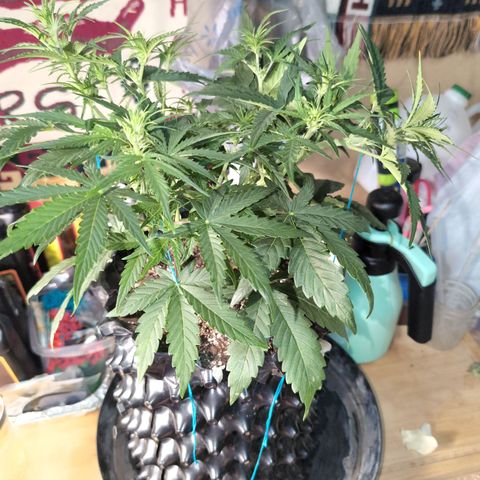 Agnes - Afgooey, (The Seed Fair), 28%, 30/70, (71d/74d/7-9w)459w/ growlog timeline photo