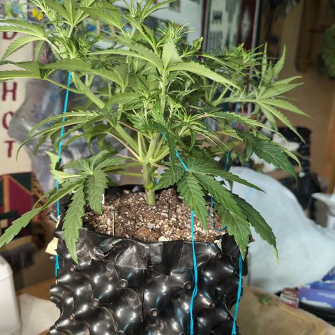 Agnes - Afgooey, (The Seed Fair), 28%, 30/70, (71d/74d/7-9w)459w/ growlog timeline photo