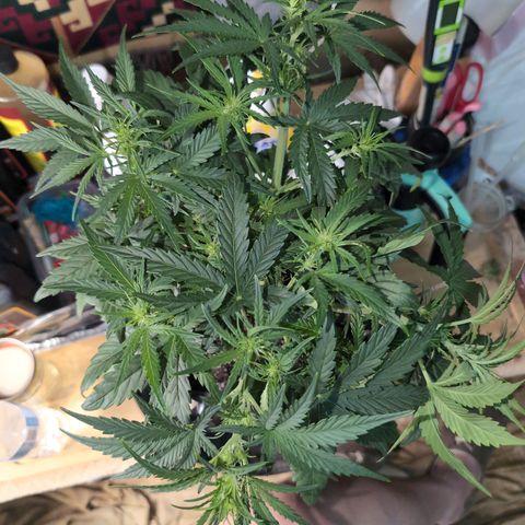 Agnes - Afgooey, (The Seed Fair), 28%, 30/70, (71d/74d/7-9w)459w/ growlog timeline photo