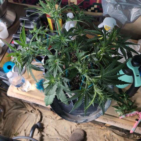 Agnes - Afgooey, (The Seed Fair), 28%, 30/70, (71d/74d/7-9w)459w/ growlog timeline photo