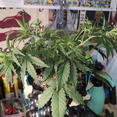 Agnes - Afgooey, (The Seed Fair), 28%, 30/70, (71d/74d/7-9w)459w/ growlog timeline photo