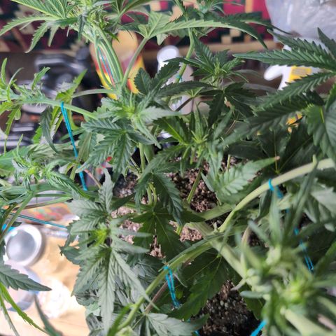 Agnes - Afgooey, (The Seed Fair), 28%, 30/70, (71d/74d/7-9w)459w/ growlog timeline photo
