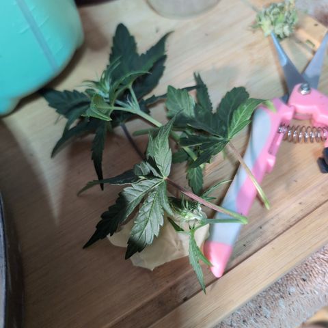 Agnes - Afgooey, (The Seed Fair), 28%, 30/70, (71d/74d/7-9w)459w/ growlog timeline photo
