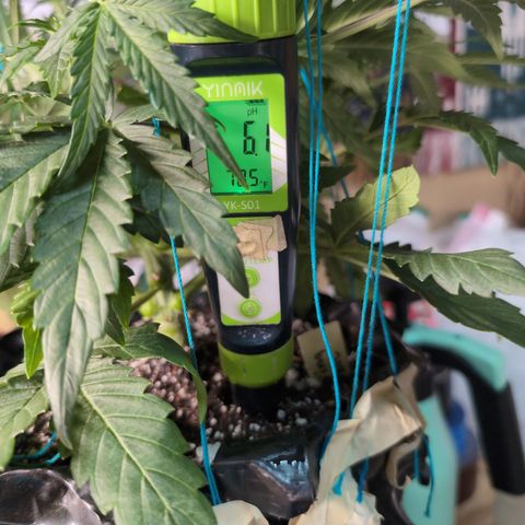 Agnes - Afgooey, (The Seed Fair), 28%, 30/70, (71d/74d/7-9w)459w/ growlog timeline photo