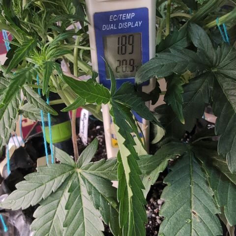 Agnes - Afgooey, (The Seed Fair), 28%, 30/70, (71d/74d/7-9w)459w/ growlog timeline photo