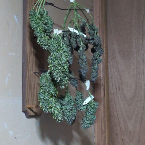 Agnes - Afgooey, (The Seed Fair), 28%, 30/70, (71d/74d/7-9w)459w/ growlog timeline photo