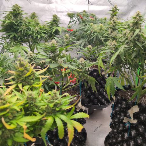 Agnes - Afgooey, (The Seed Fair), 28%, 30/70, (71d/74d/7-9w)459w/ growlog timeline photo