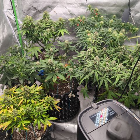 Agnes - Afgooey, (The Seed Fair), 28%, 30/70, (71d/74d/7-9w)459w/ growlog timeline photo
