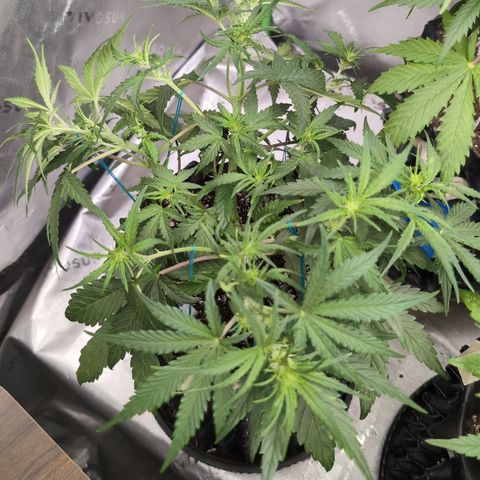 Agnes - Afgooey, (The Seed Fair), 28%, 30/70, (71d/74d/7-9w)459w/ growlog timeline photo